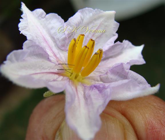  Stamens 